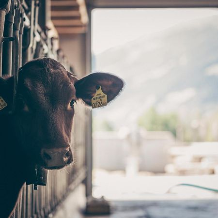 Kinderbauernhof Scharrerhof Hollersbach im Pinzgau Luaran gambar