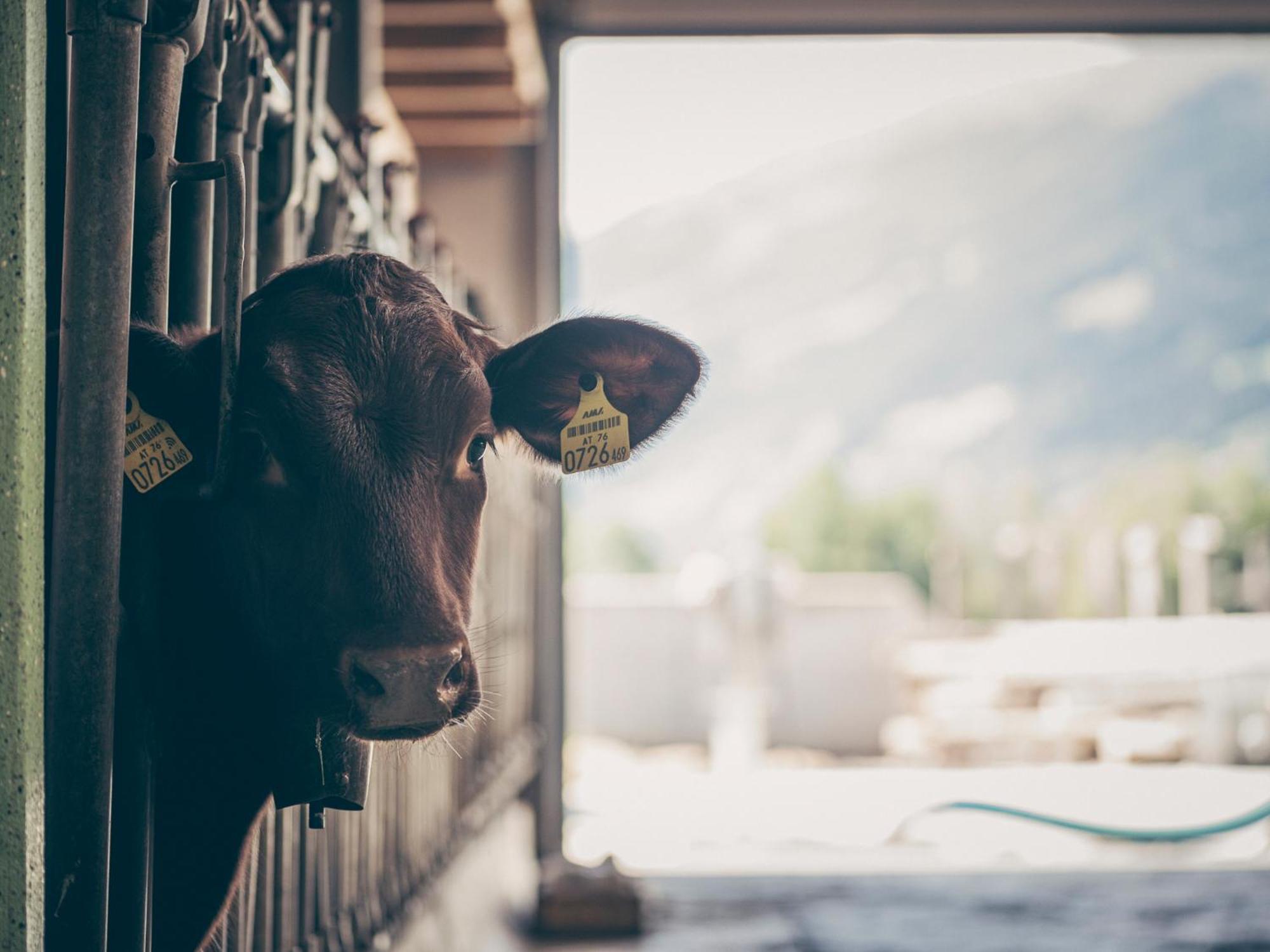 Kinderbauernhof Scharrerhof Hollersbach im Pinzgau Luaran gambar